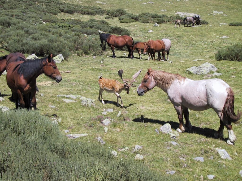 La Coberta-Lo Paller del Coc Rialp Esterno foto